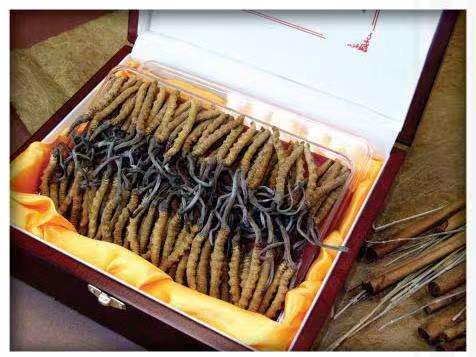 沙湖镇冬虫夏草回收?